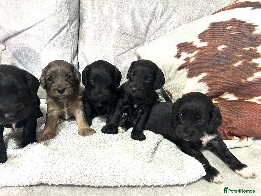 Cockapoo dogs for sale: Beautiful cockapoos  - Image 5