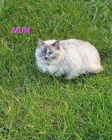 British Shorthair cats - Advert 8