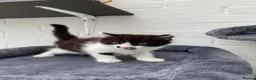 Mixed Breed cats for sale: Kittens for sale  in Peterborough - Advert 3