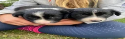 Border Collie dogs for sale: Working Border Collie puppies - Advert 3