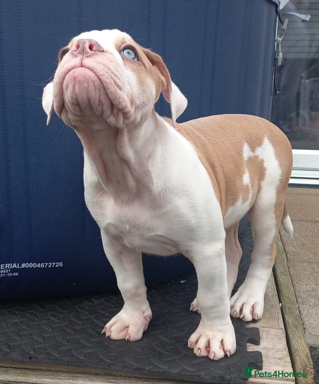 Olde English Bulldogge dogs for sale: 8 OLDE ENGLISH BULLDOG PUPS FOR SALE - Image 10