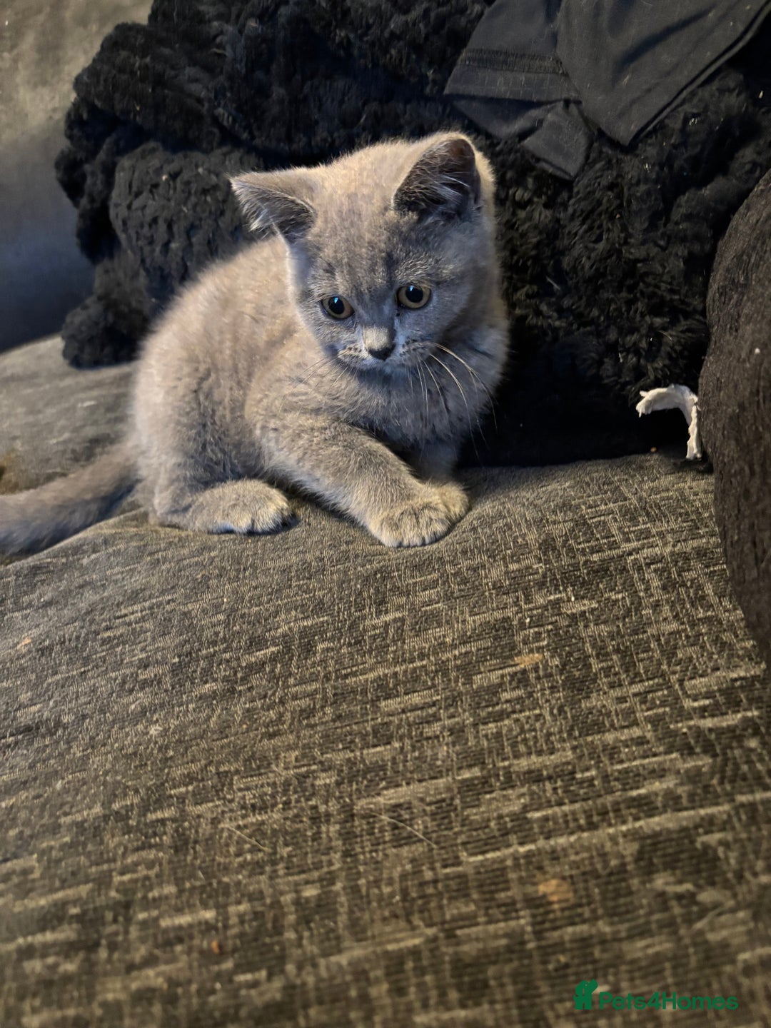 British Shorthair cats for sale: British shorthair kittens  - Image 8
