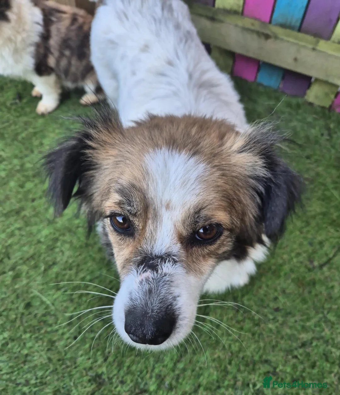 Mixed Breed dogs for adoption: Sweetie Pie - In Ayr Looking for a home  - Advert 2