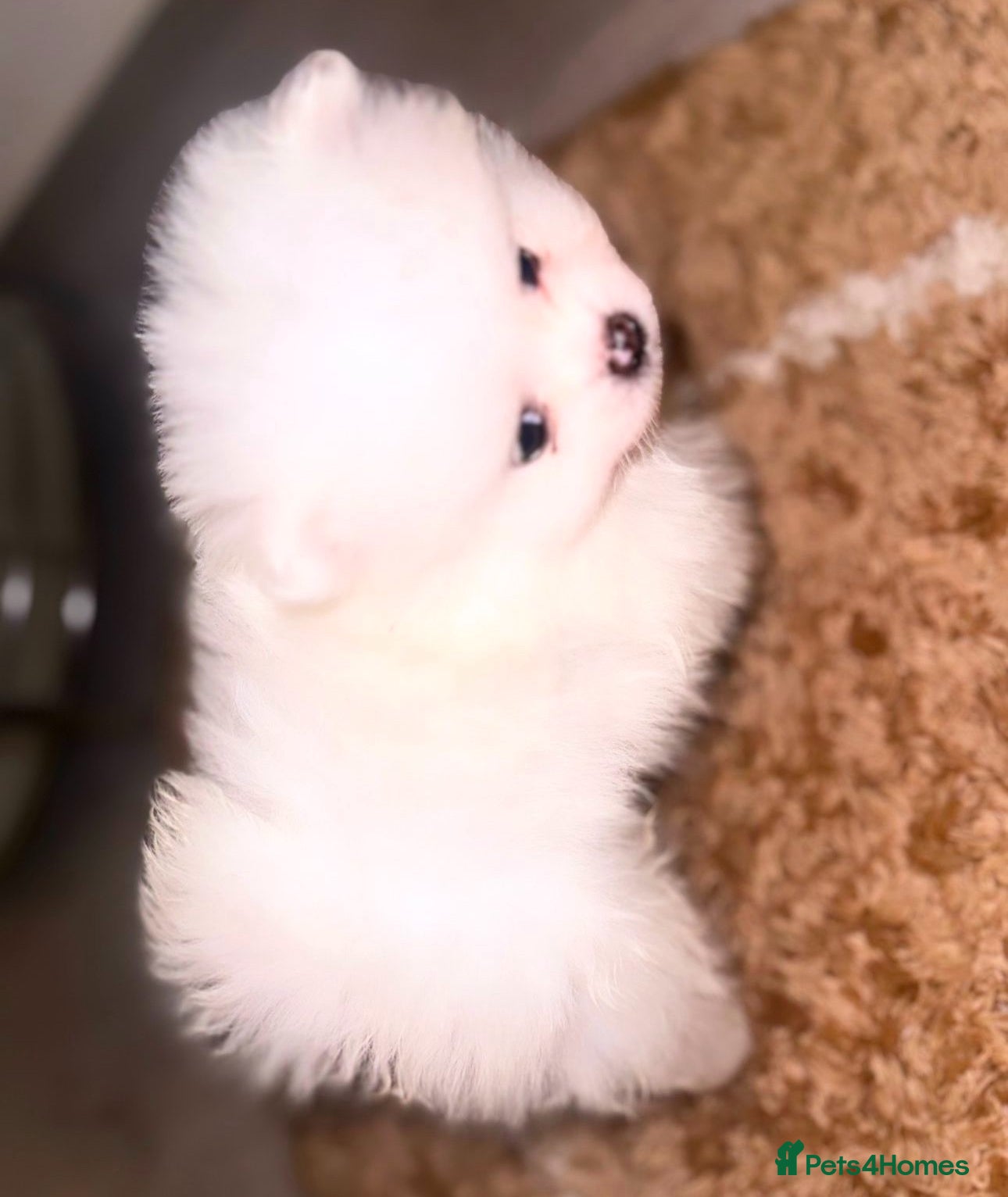 Pomeranian dogs Last Girl Left Ready To Leave 28th Of February  - Advert 3