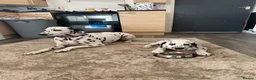 Dalmatian dogs for sale:  KC REGISTERED DALMATIAN PUPS  - Advert 11