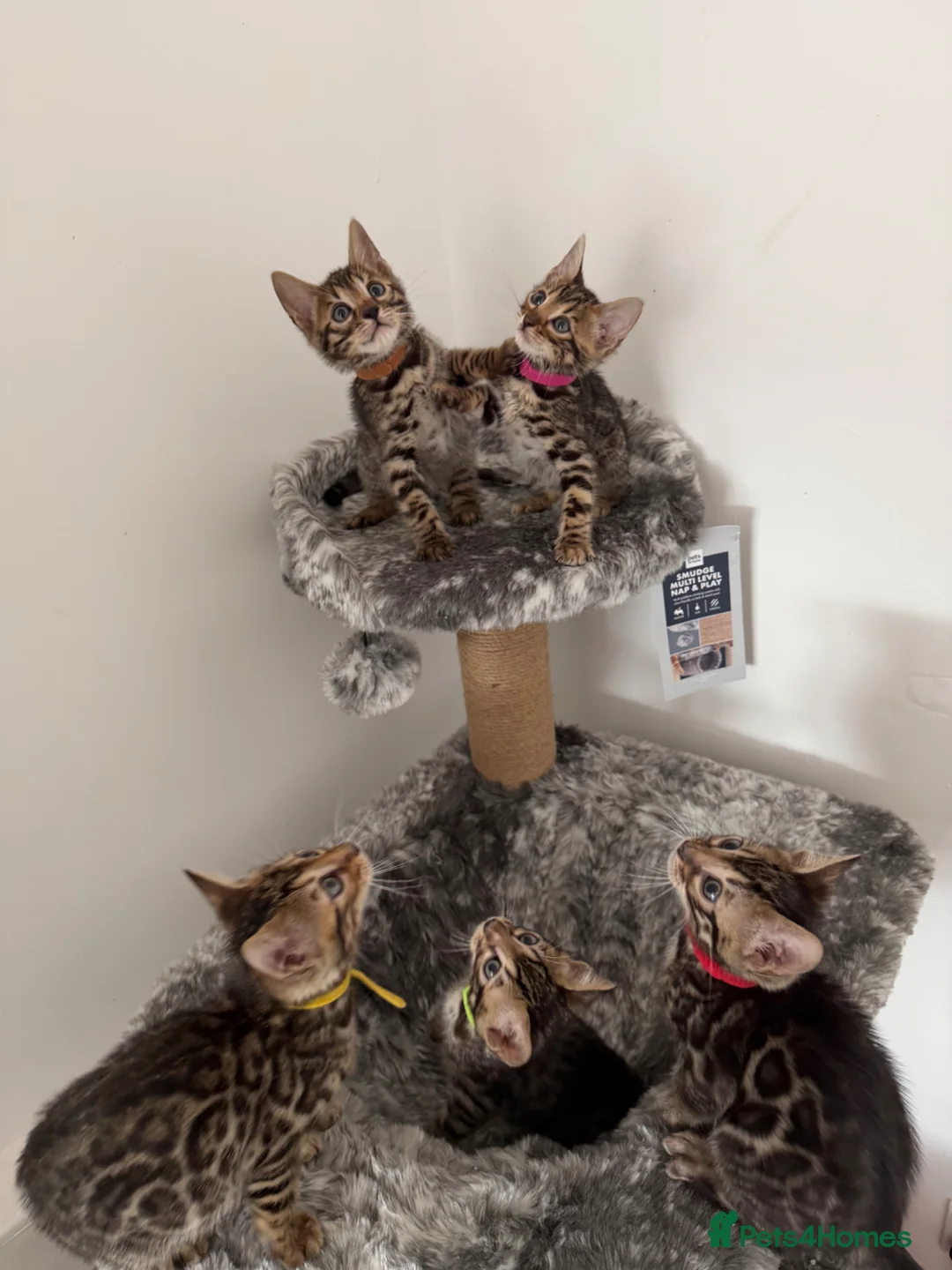 Bengal cats for sale: Bengal Kittens Available  - Advert 1
