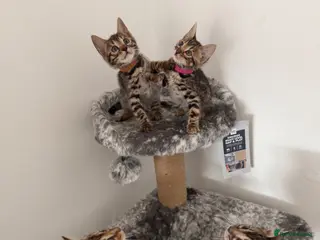 Bengal cats Bengal Kittens Available - Advert 1