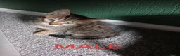 Mixed Breed cats for sale: 3 Grey Kittens Need Good Home - Advert 3