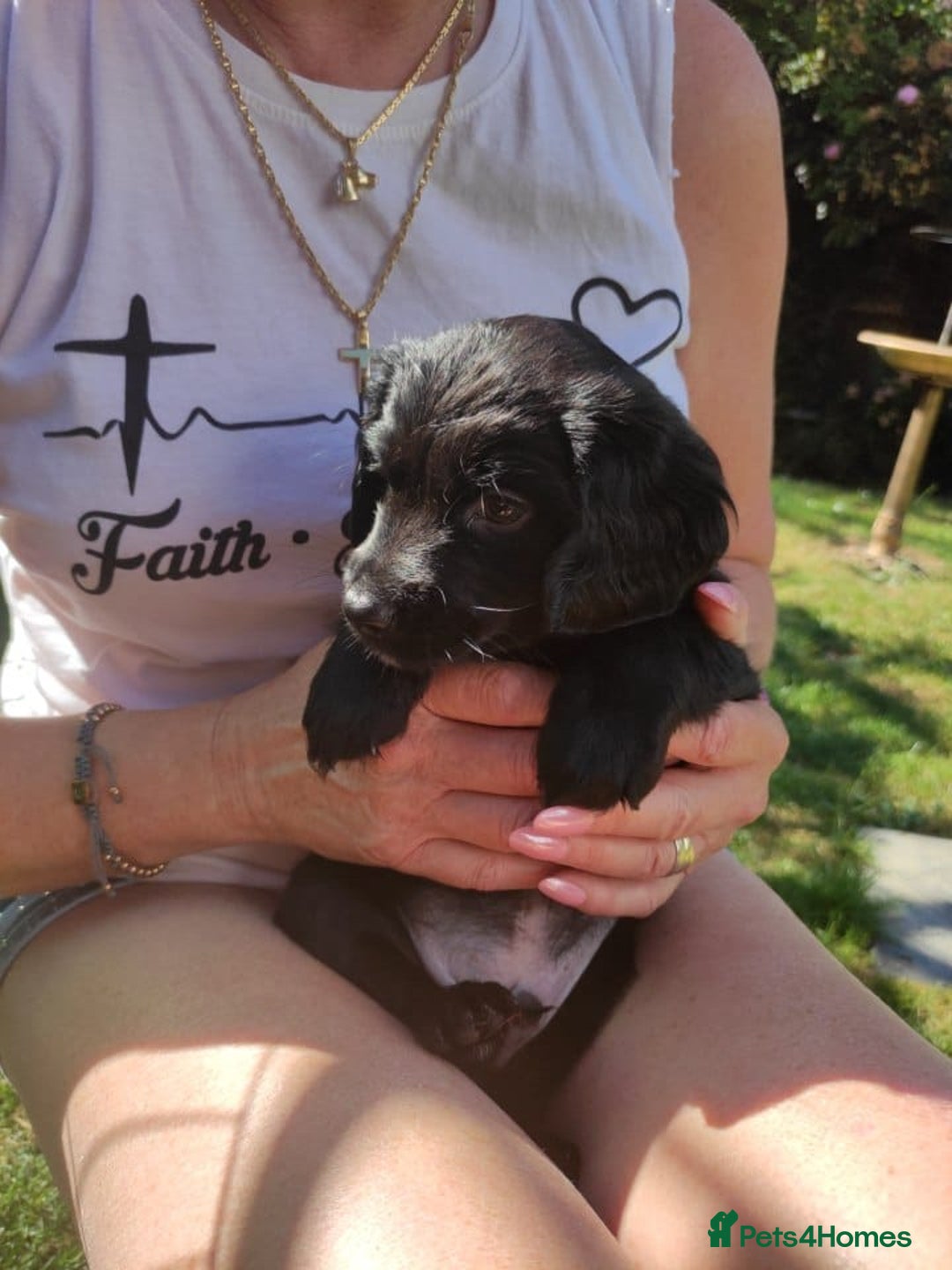 Mixed Breed dogs for sale: Very rare Black Cockerpoo and Chocolate puppies - Image 12