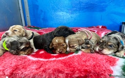 Cockapoo dogs for sale: Cockapoo puppies Rainbow litter  - Image 4