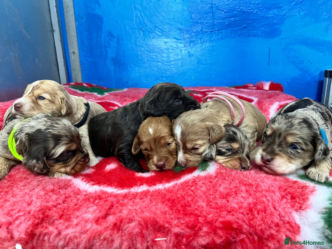 Cockapoo dogs for sale: Cockapoo puppies Rainbow litter  - Image 4