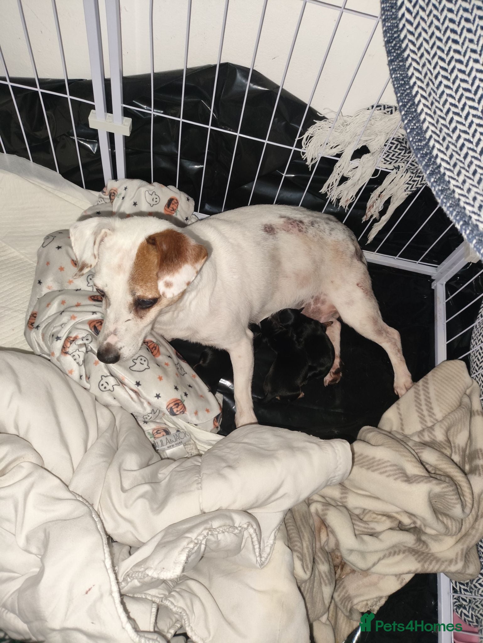 Mixed Breed dogs Jack Russell - mini Yorkie pups for sale - Advert 5