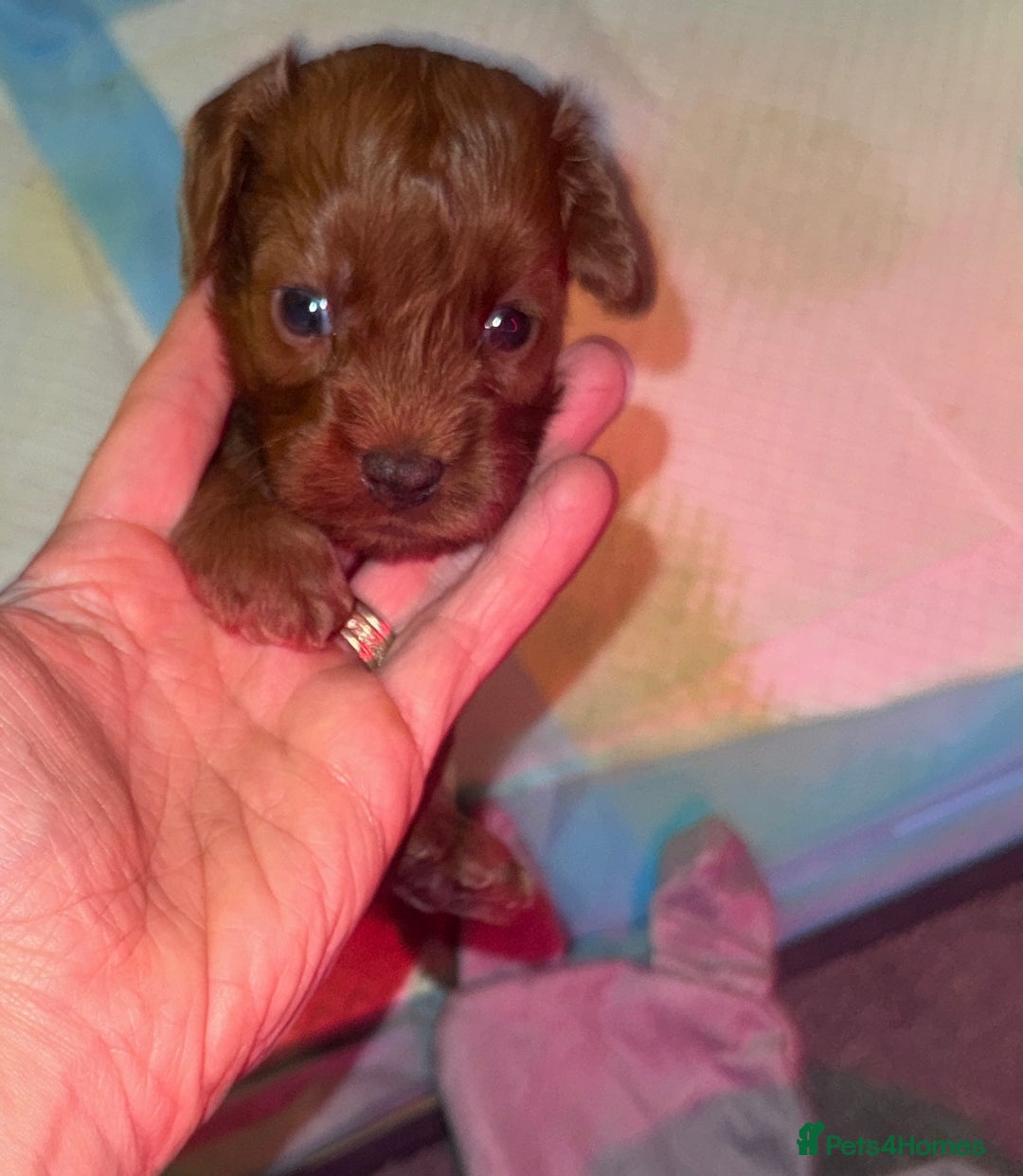 Cavapoo dogs for sale: F1b Cavapoo extensively health tested mum&dad  - Advert 5