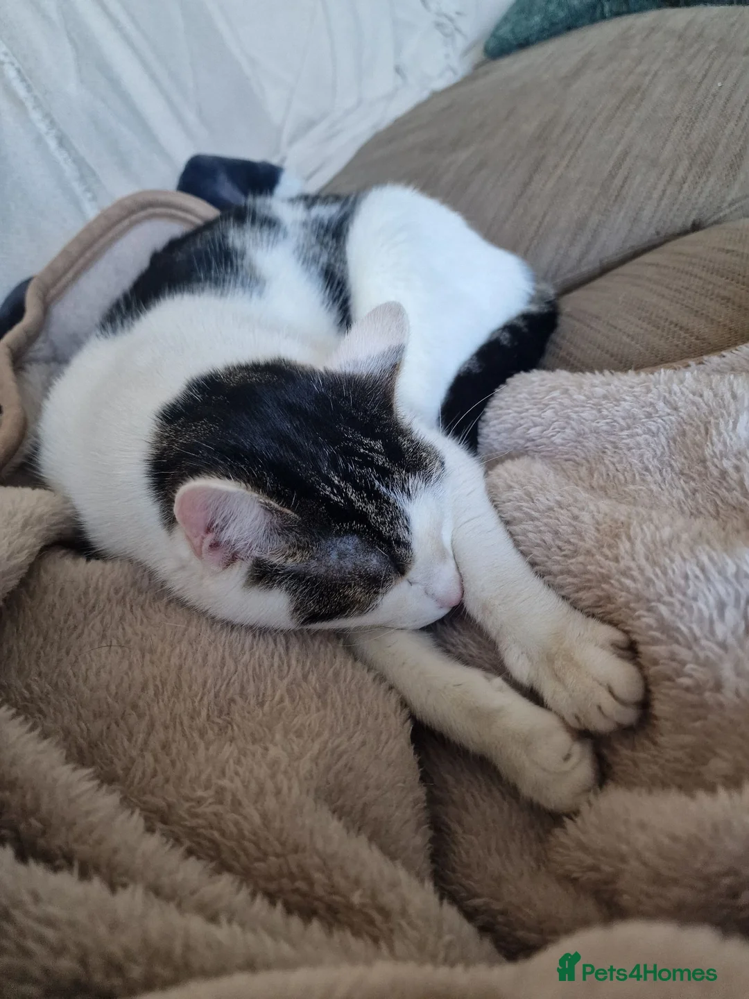 Mixed Breed cats for sale: Megatron  - Advert 4