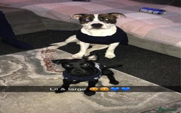 Mixed Breed dogs for sale: 2 year old American bulldog x staff in Nelson - Image 2