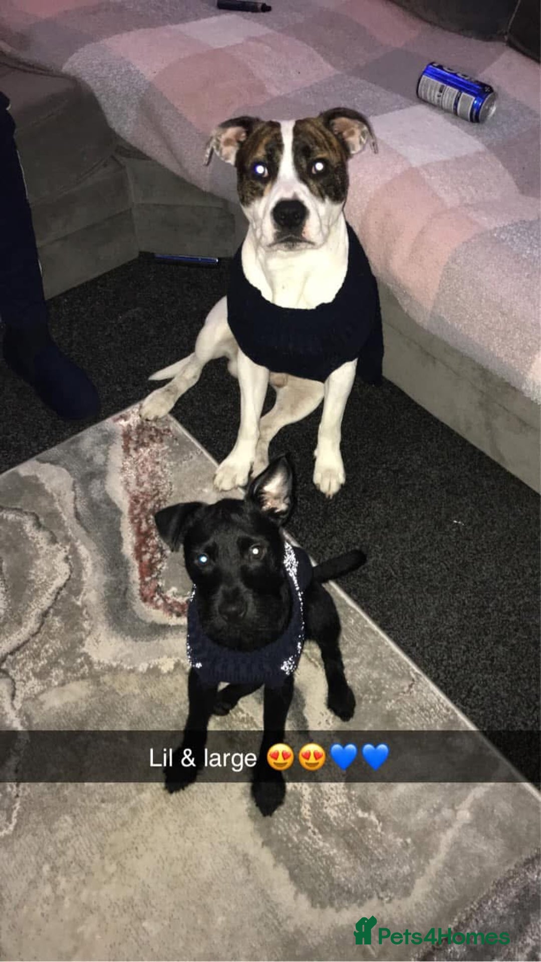 Mixed Breed dogs for sale: 2 year old American bulldog x staff in Nelson - Image 2