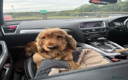 Cocker Spaniel dogs for stud: Gorgeous, KC reg Gold Sable Stud - Image 2