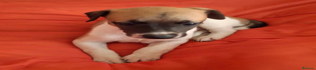 Whippet Puppy 2