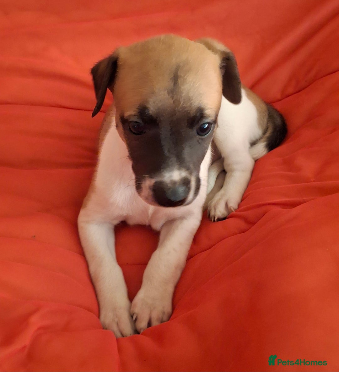 Whippet dogs for sale: KC Particolour Whippet Puppies - Image 3