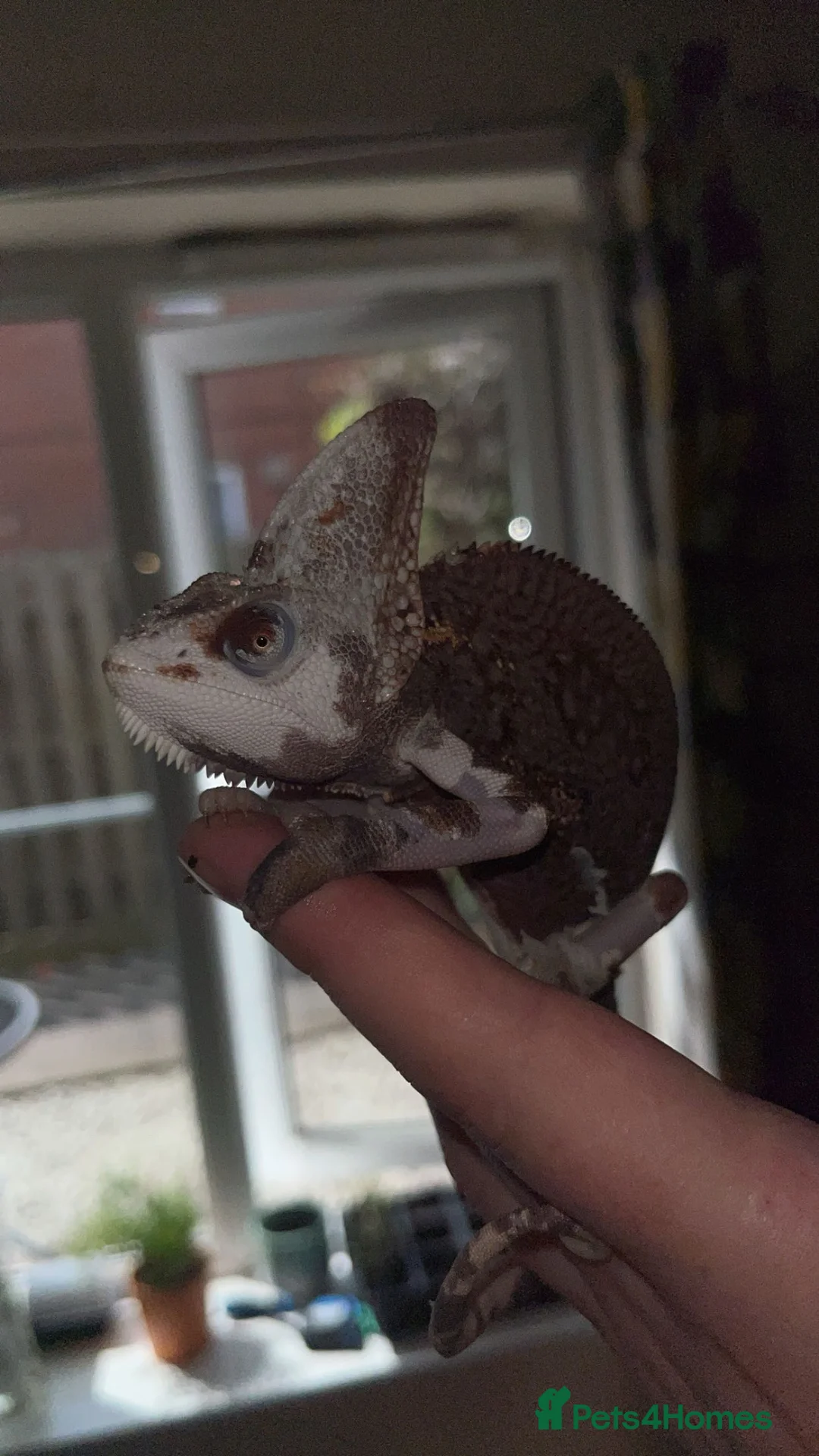 Python Snake reptiles for sale: Pied Yemen/veiled chameleon £400 Ono - Advert 2