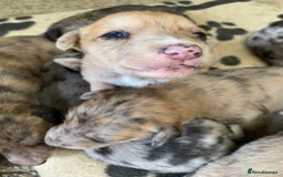 Mixed Breed dogs for sale: Deerhound greyhound collie puppies  - Image 14