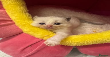 Ragdoll cats - Advert 1