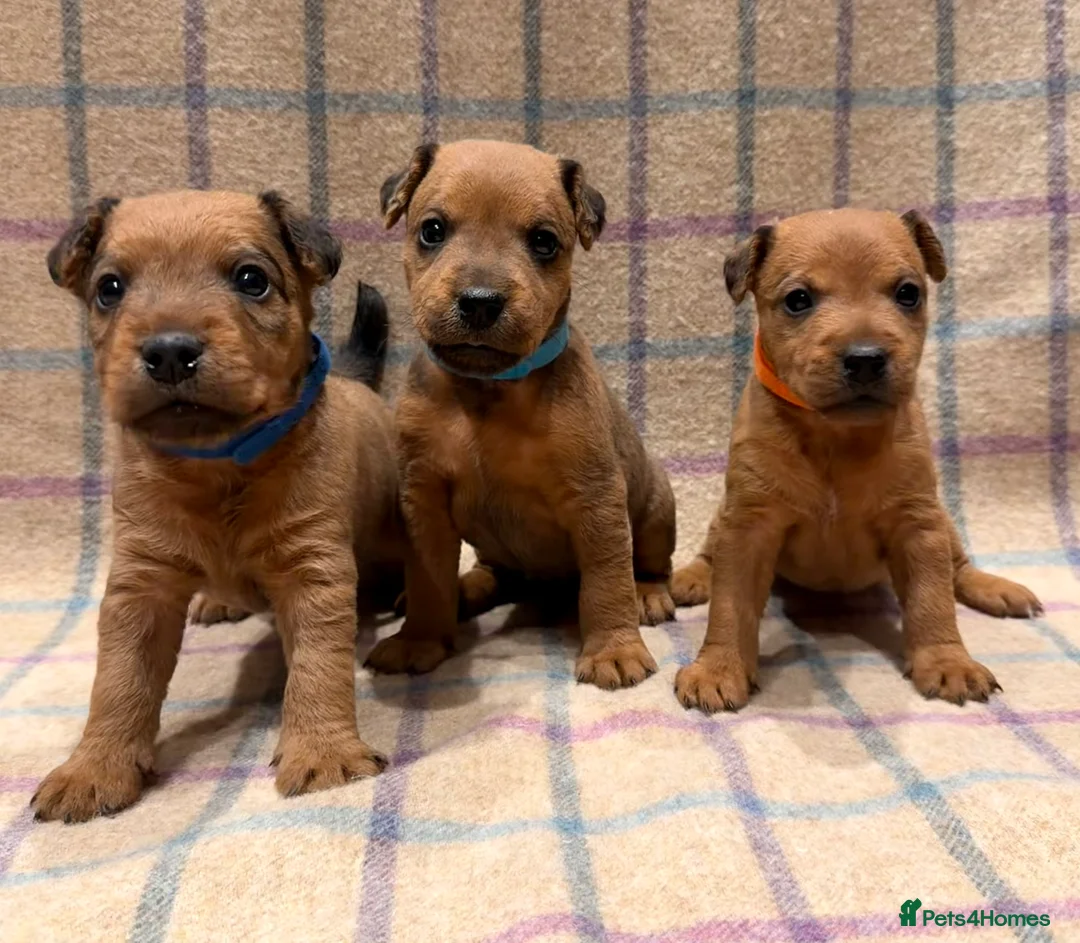 Lakeland Terrier dogs for sale: 6 Red/Red Grizzle Working Lakeland Terriers in Llanwrtyd Wells - Advert 1