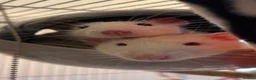 Rat rodents for sale: 2 male rats with cage and accessories  in Harleston - Advert 1