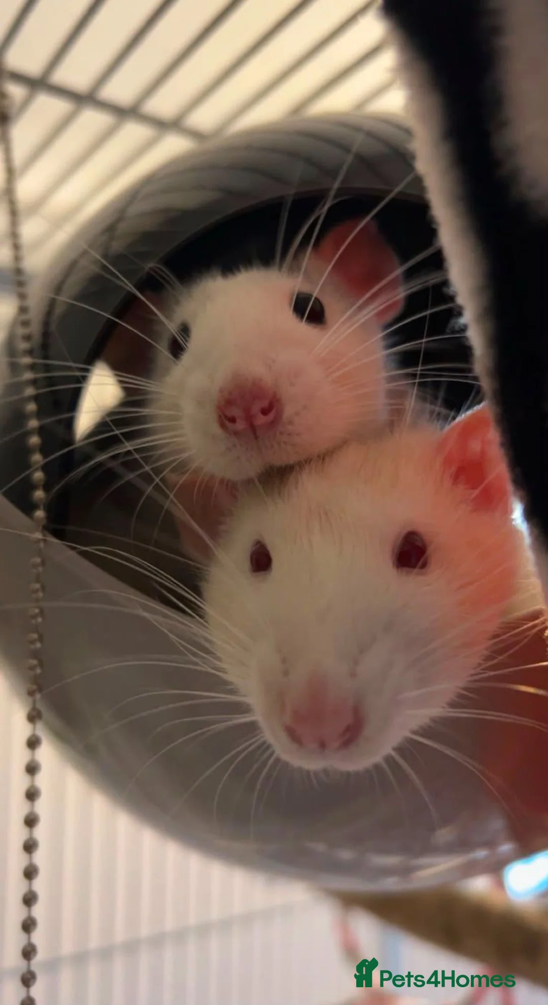 Rat rodents for sale: 2 male rats with cage and accessories  in Harleston - Advert 1