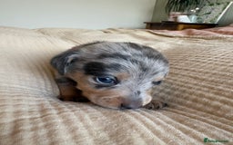 Miniature Dachshund dogs for sale: 💕🐕Beautiful Miniature Dachshund puppies - Image 4