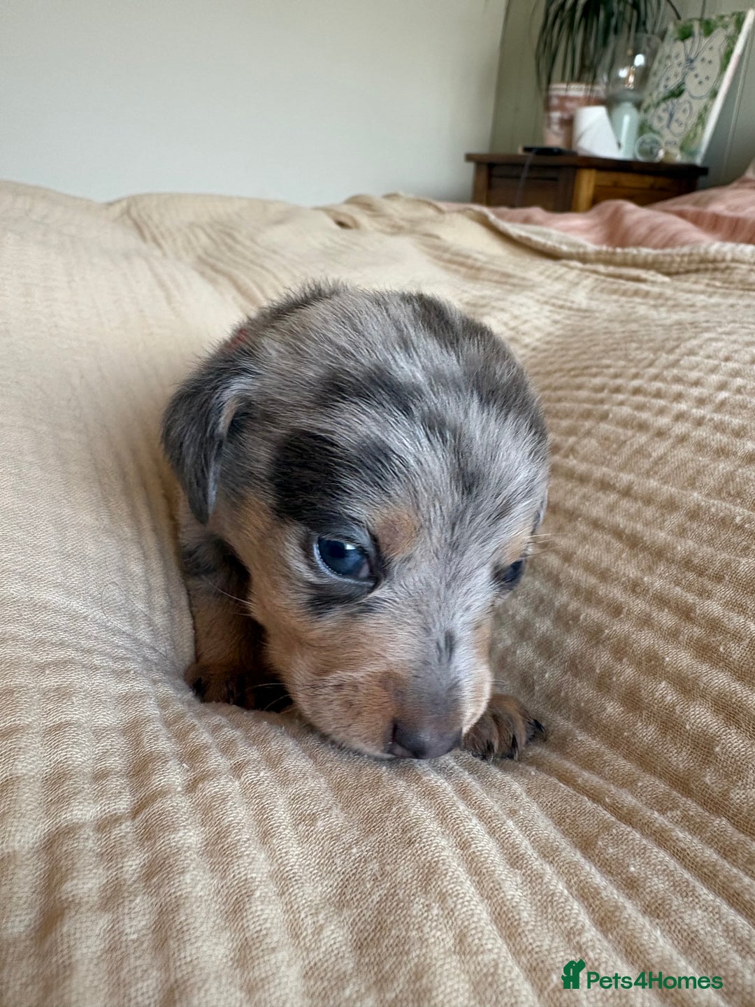 Miniature Dachshund dogs for sale: 💕🐕Beautiful Miniature Dachshund puppies - Image 4