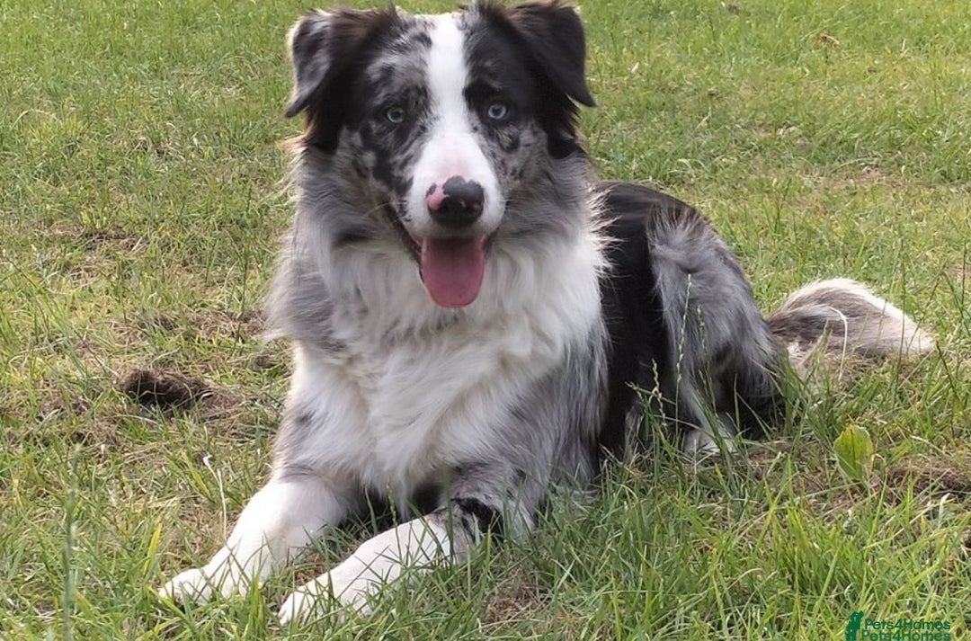 Border Collie dogs for sale: Family-Raised Border Collie Pups - Advert 22