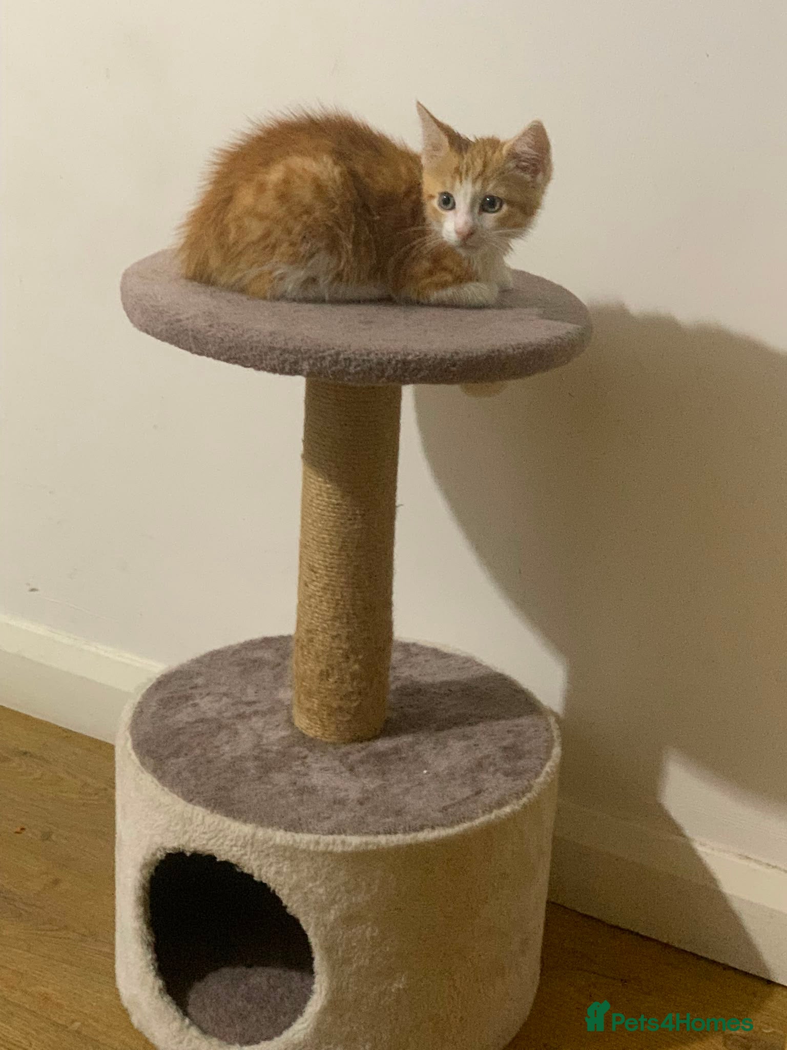 Mixed Breed cats Ginger Cat - Advert 2