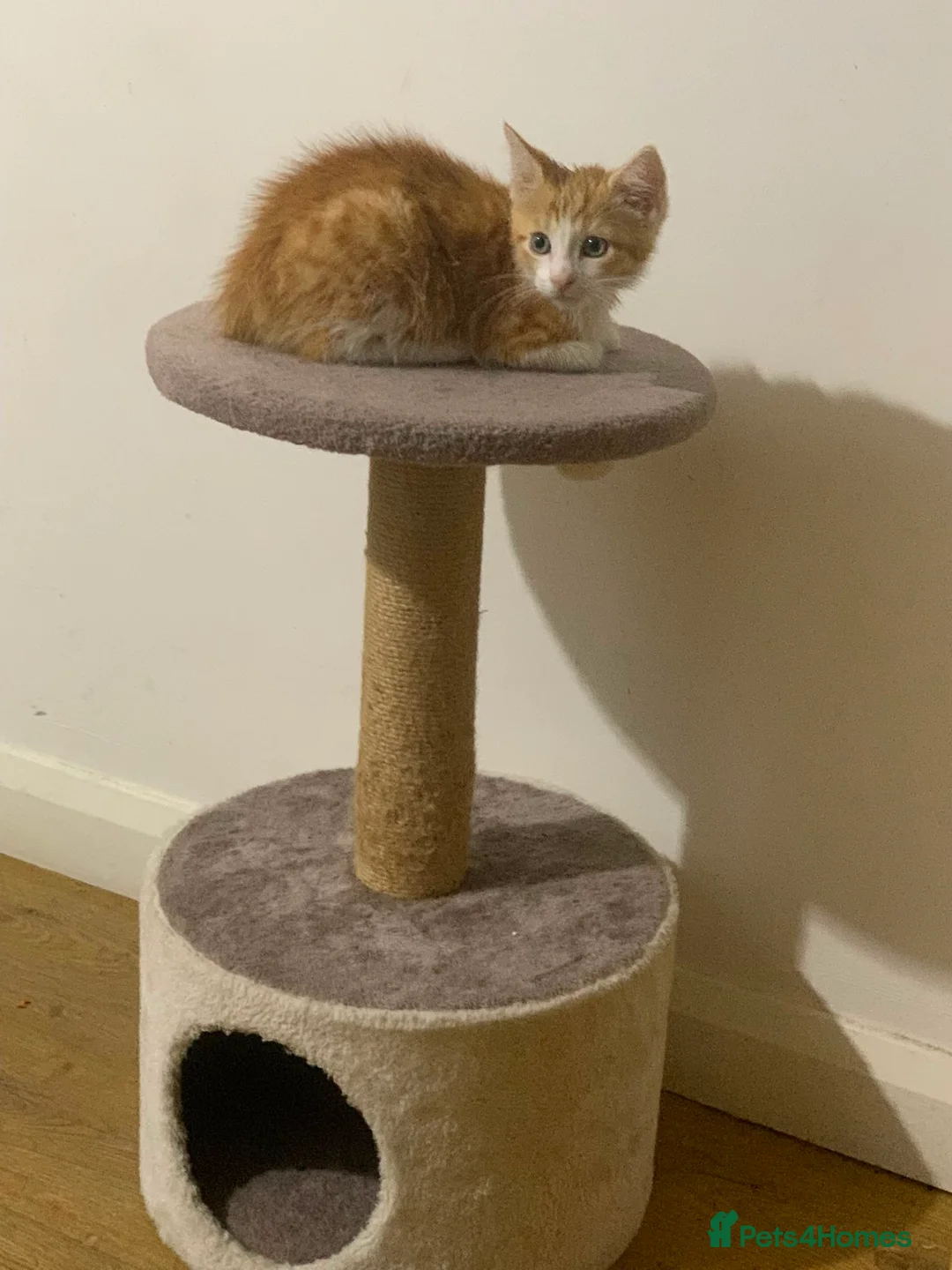Mixed Breed cats for sale: Ginger Cat - Advert 1