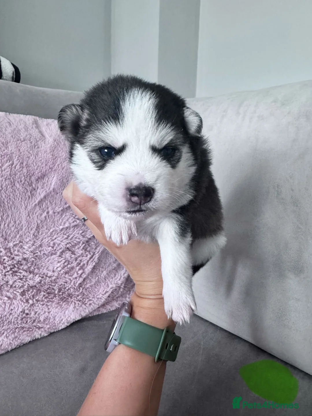 Pomsky dogs for sale: Last remaining pomsky puppy (male) 👀🏡📥 - Advert 39