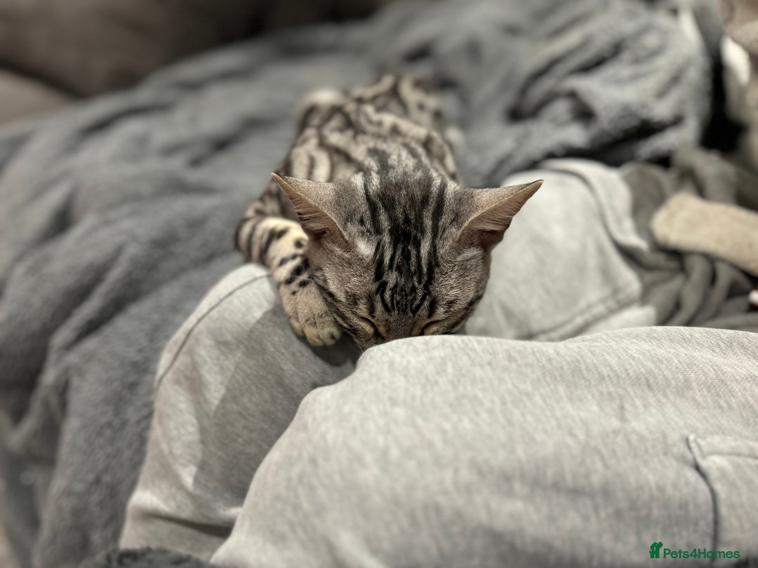 Bengal cats for sale: Silver rosetted Bengal🐆❤️ - Image 6