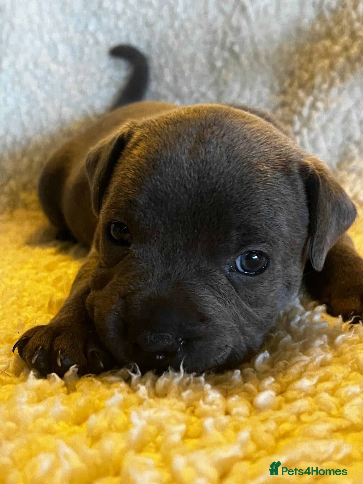 Staffordshire Bull Terrier dogs Beautiful Blue KC Registered Staffy Pups for sale - Advert 5