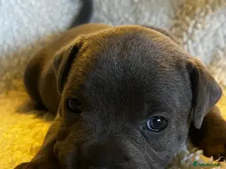 Staffordshire Bull Terrier dogs Beautiful Blue KC Registered Staffy Pups for sale - Advert 5