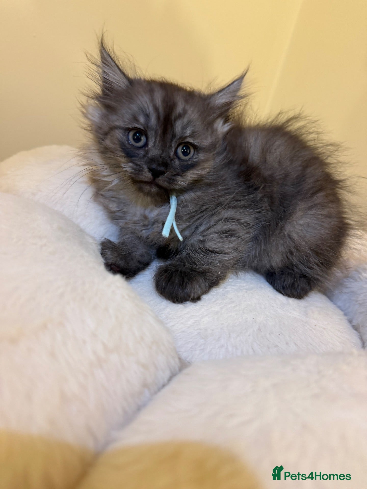 Mixed Breed cats for sale:  Persian mix kittens ready to leave  - Advert 8