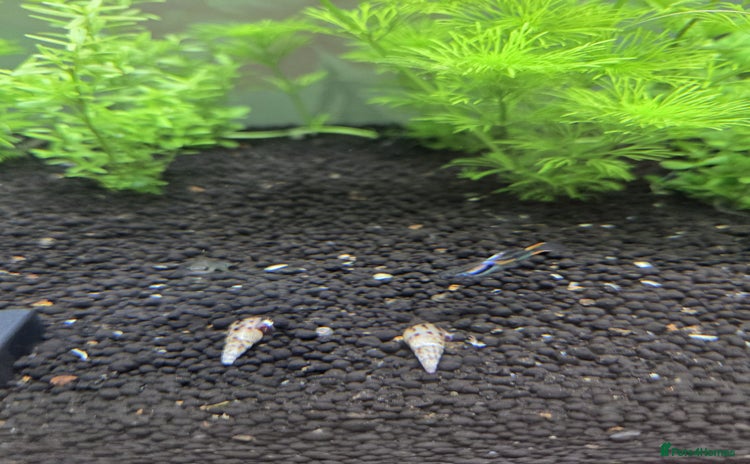 Snails fish - Advert 10