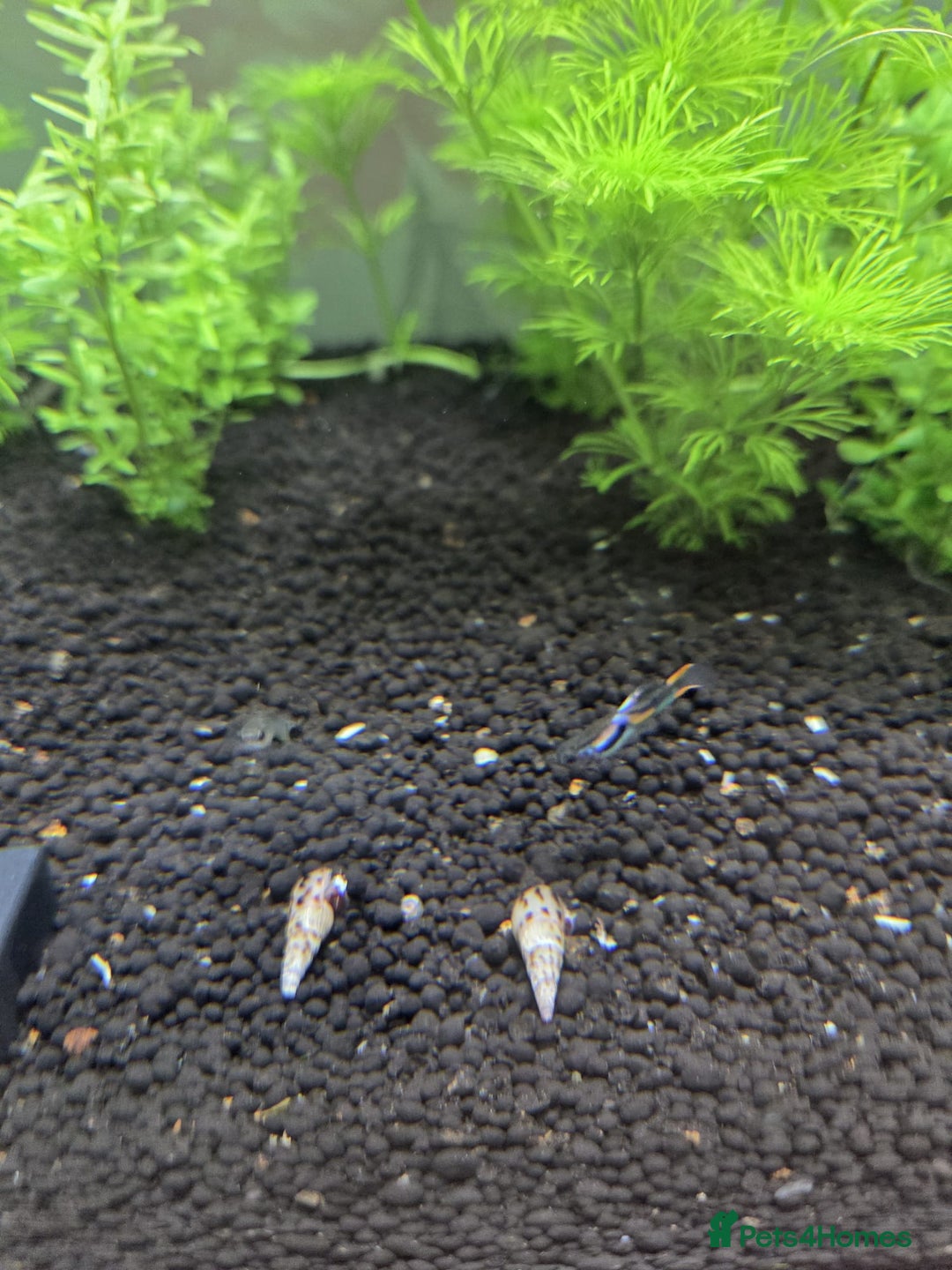 Snails fish for sale: Malaysian trumpet snails  - Image 1