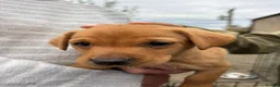 Labrador Retriever dogs for sale: Labrador puppies for sale KC registered  in Nairn - Advert 13