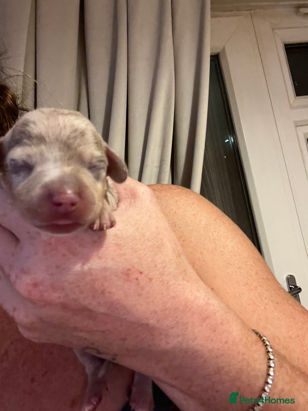 Miniature Dachshund dogs for sale: Beautiful litter of miniature dachshund  - Advert 17