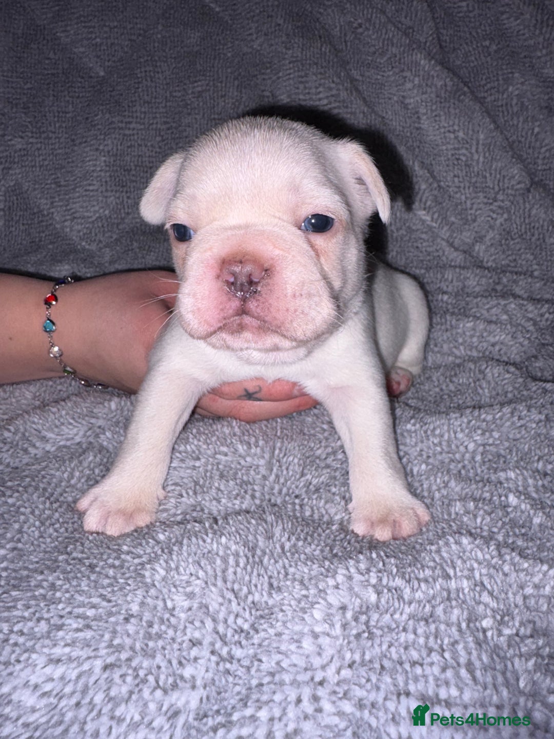 French Bulldog dogs for sale: 🐾French bulldog puppies🐾 ready end of jan - Advert 6