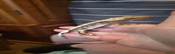 Gecko reptiles for sale: Breeding cresties and gargs and babies - Advert 6