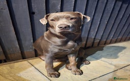 Mixed Breed dogs for sale: Cane Corso cross Lab Girl - Image 1
