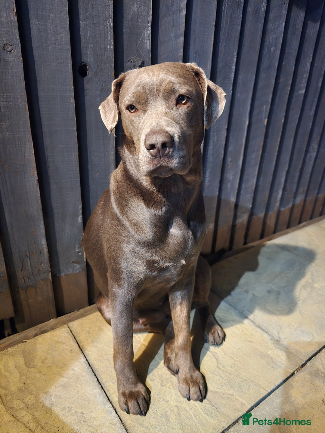 Mixed Breed dogs for sale: Cane Corso cross Lab Girl - Image 1