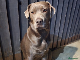 Mixed Breed dogs - Advert 3