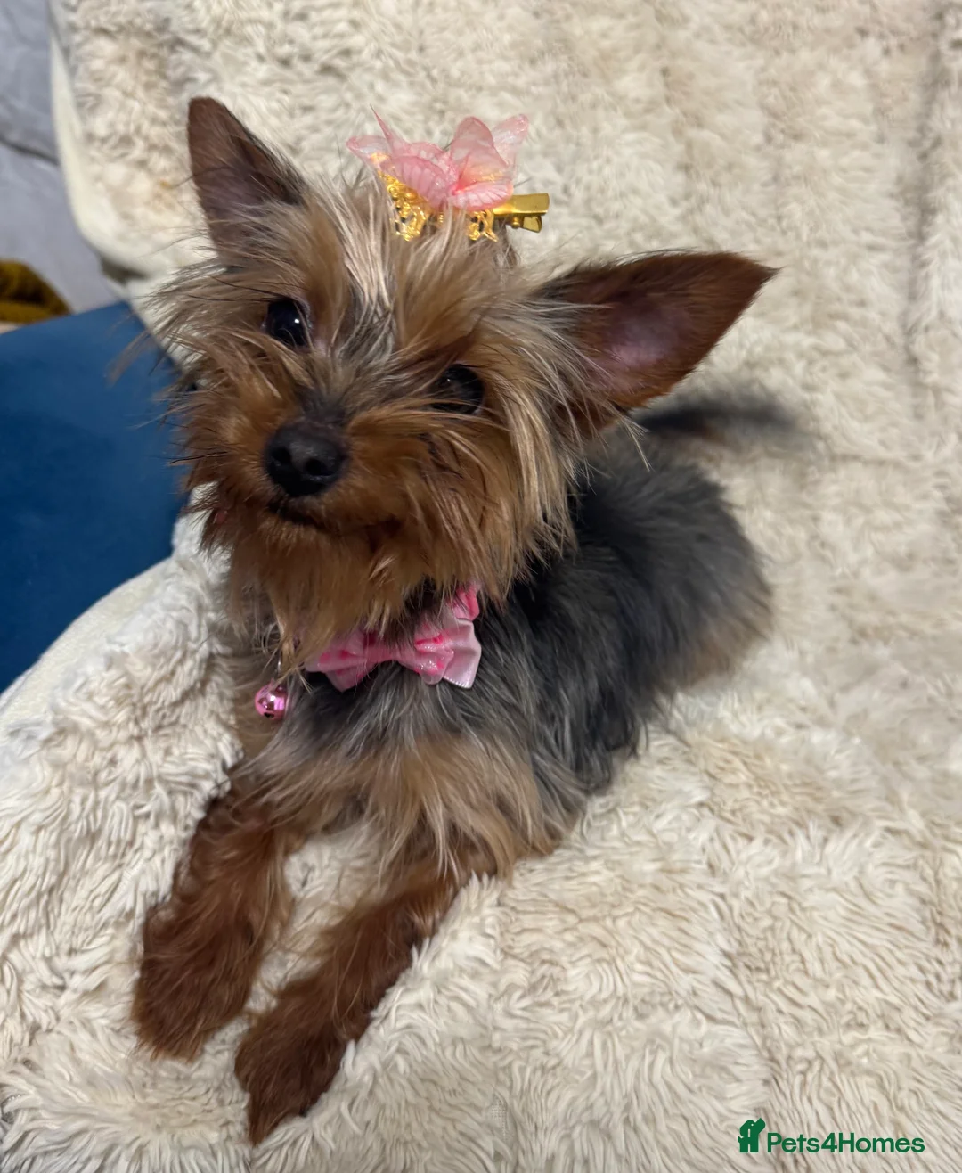 Yorkshire Terrier dogs for sale: Meet Nina -Quiet and Sweet Yorkie 💕 - Advert 10