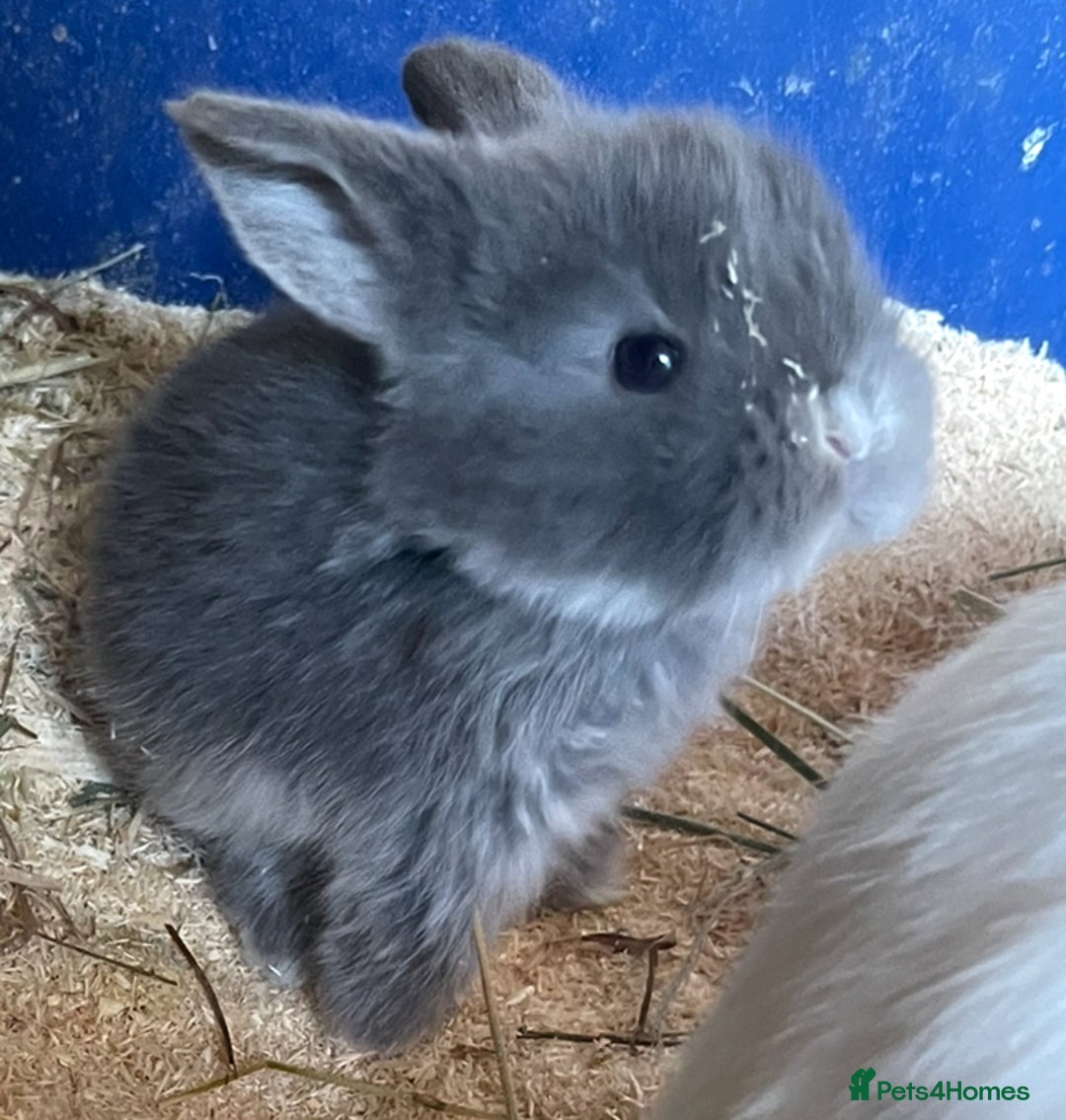 Mini Lop rabbits for sale: Baby mini lops ready to reserve !! - Image 20